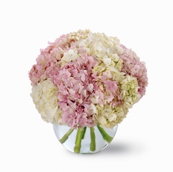 Hydrangea Bouquet In Waterford Michigan Jacobsen's Flowers